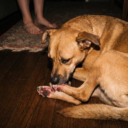 Parasite Cleanse Pet Care Drops